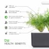 Dill - Image 4