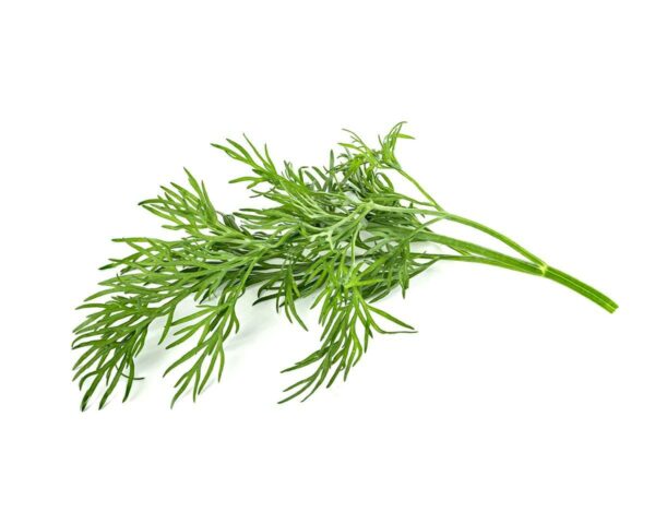 Dill