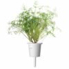 Dill - Image 2