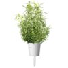 Rosemary - Image 2