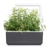 Rosemary - Image 3
