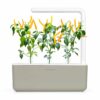 Smart Garden refill Yellow Chilli Pepper - Image 3