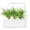 Dill - Image 3