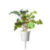 Red Kale - Image 2
