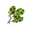 Red Kale