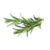 Rosemary