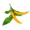 Smart Garden refill Yellow Chilli Pepper