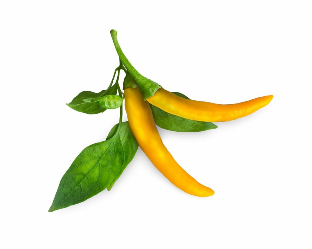 Smart Garden refill Yellow Chilli Pepper